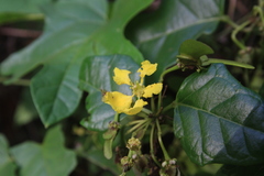 Stigmaphyllon diversifolium