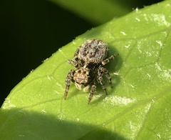 Pseudeuophrys erratica