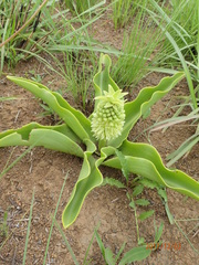 Eucomis autumnalis clavata