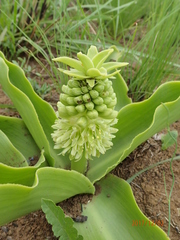 Eucomis autumnalis clavata
