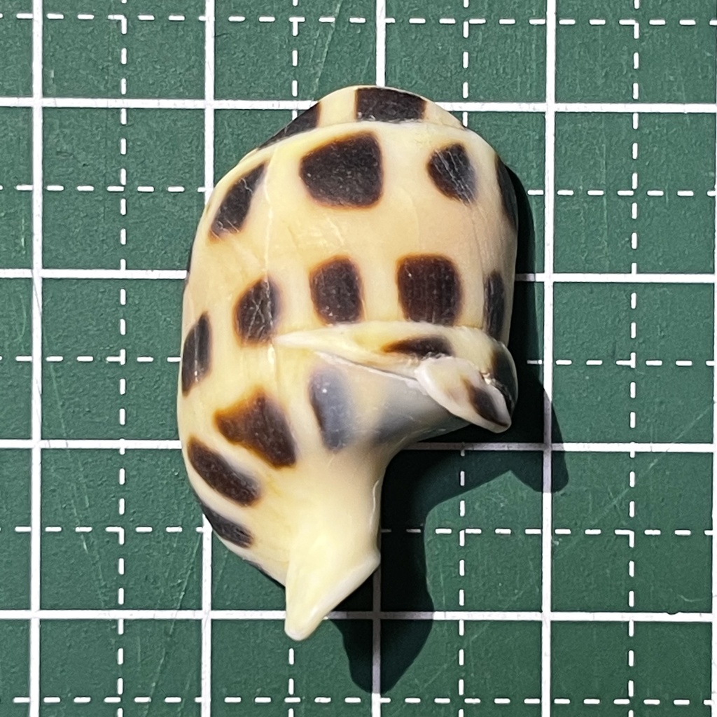 chocolate spotted auger