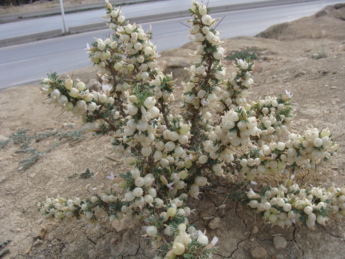 Astragalus armatus subsp. numidicus image