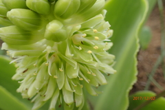 Eucomis autumnalis clavata