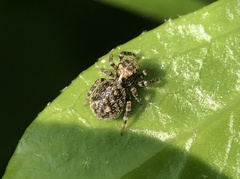 Pseudeuophrys erratica