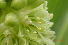 Eucomis autumnalis clavata