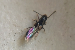 Platystethus