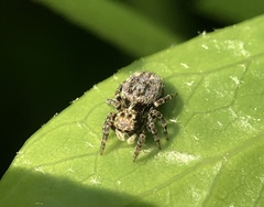 Pseudeuophrys erratica