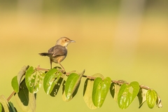 Cisticola erythrops