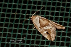 Deltote johnjoannoui