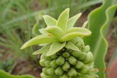 Eucomis autumnalis clavata