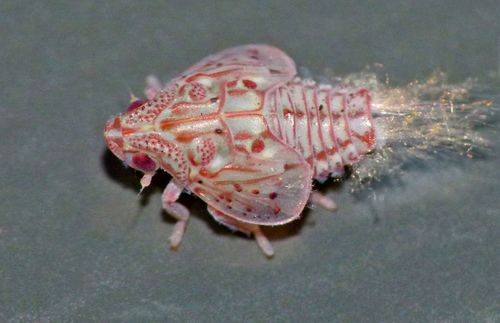 Torpedo Bug photo 3
