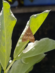 Uresiphita maorialis