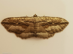Austrocidaria