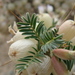 Astragalus armatus numidicus - Photo (c) Abdenour Kheloufi, alguns direitos reservados (CC BY), uploaded by Abdenour Kheloufi