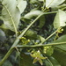 Athenaea fasciculata - Photo (c) Victor Farjalla Pontes,  זכויות יוצרים חלקיות (CC BY), הועלה על ידי Victor Farjalla Pontes