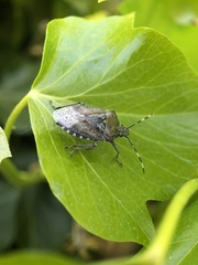 Rhaphigaster nebulosa