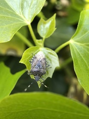 Rhaphigaster nebulosa