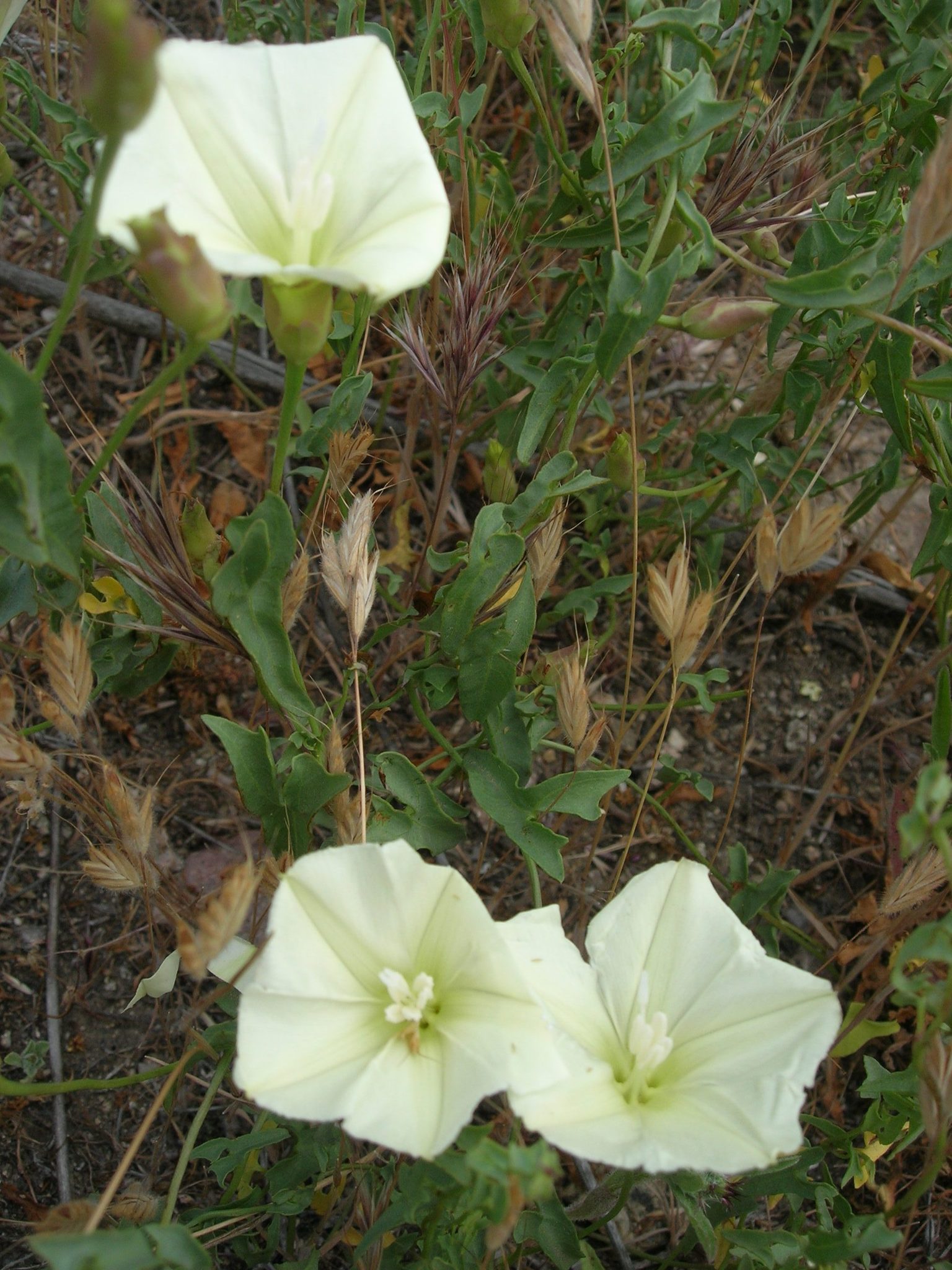 Calystegia peirsonii