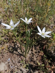 Ornithogalum umbellatum