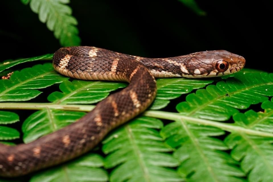 Pryer's Keelback