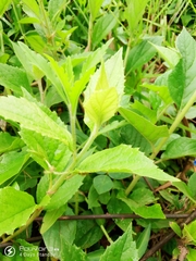 Microglossa pyrifolia