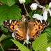 Mariposa Vanesa Americana - Photo (c) Royal Tyler, algunos derechos reservados (CC BY-NC-SA), subido por Royal Tyler