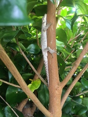 Mokopirirakau granulatus