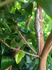 Mokopirirakau granulatus