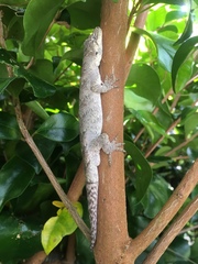 Mokopirirakau granulatus