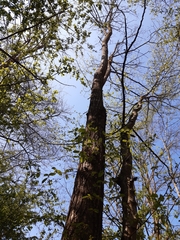 Robinia pseudoacacia