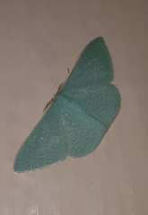 Prasinocyma ocyptera