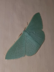 Prasinocyma ocyptera