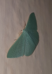 Prasinocyma ocyptera