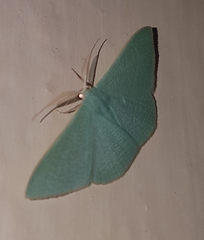 Prasinocyma ocyptera