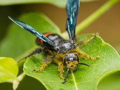 Scolia fasciatopunctata