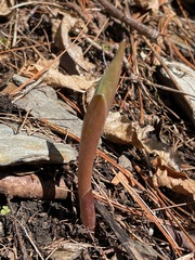 Maianthemum racemosum