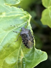 Rhaphigaster nebulosa