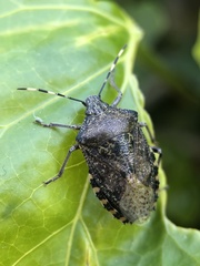 Rhaphigaster nebulosa