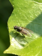 Diptera