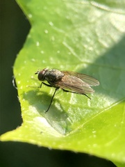 Diptera