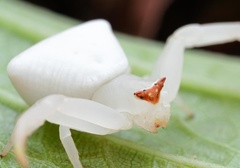 Thomisus okinawensis