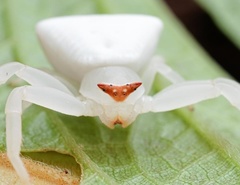 Thomisus okinawensis