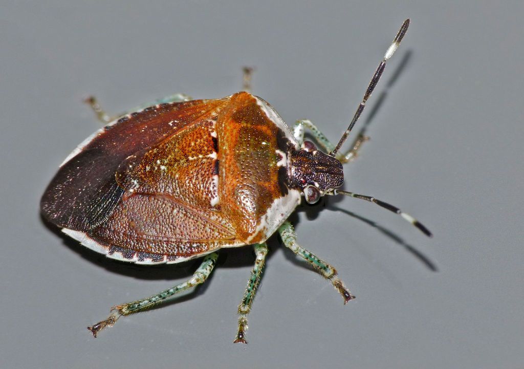 Pittosporum shield bug