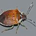 Pittosporum Shield Bug - Photo (c) Steve Kerr, some rights reserved (CC BY), uploaded by Steve Kerr