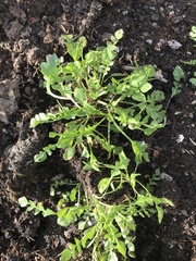 Lepidium sativum
