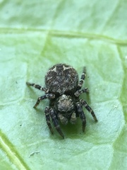 Pseudeuophrys erratica