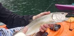 Salvelinus confluentus