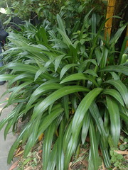 Hymenocallis speciosa