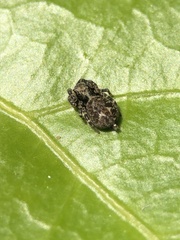 Pseudeuophrys erratica