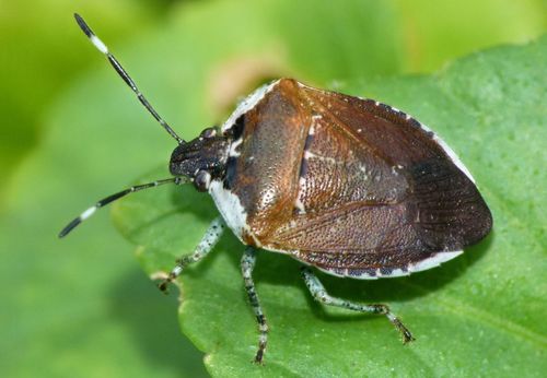 Pittosporum shield bug photo 4